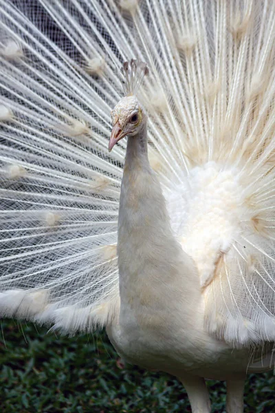 一种在许多公园选择性繁育的白色的山雀 这种突变体常被误认为是白化病 — 图库照片