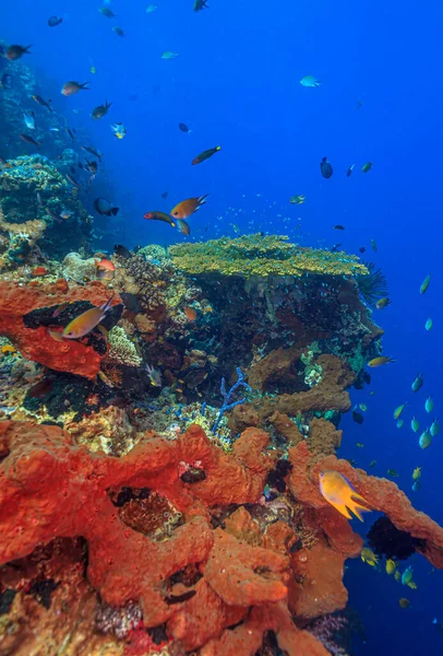 巴厘岛海岸外自由残骸上的南太平洋珊瑚礁 — 图库照片