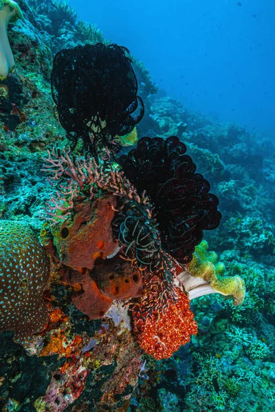 Koraalrif Stille Zuidzee Liberty Wreck Voor Kust Van Bali — Stockfoto