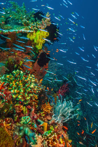 Korallrev Södra Stilla Havet Liberty Vraket Utanför Bali Coast — Stockfoto