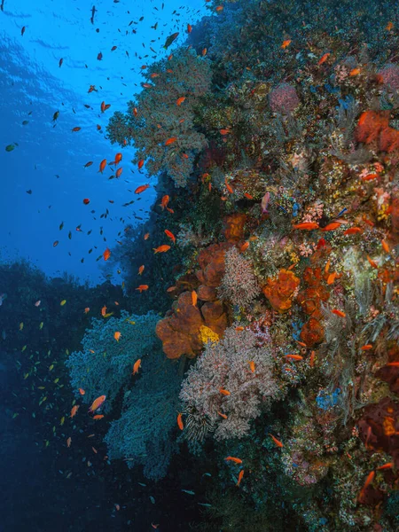 Coral Reef South Pacific Liberty Wreck Bali Coast — Stock Photo, Image