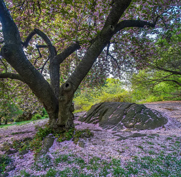 Blommande Japanskt Körsbärsträd Tidigt Våren Central Park New York — Stockfoto