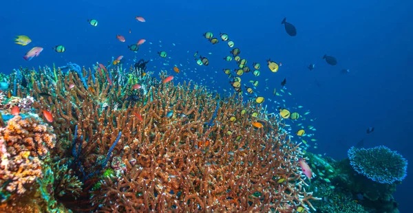Barriera Corallina Nel Pacifico Meridionale Foto Stock Royalty Free