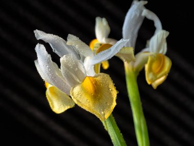 Iris Xiphium, genellikle siyah arka planda İspanyol iris olarak bilinir.