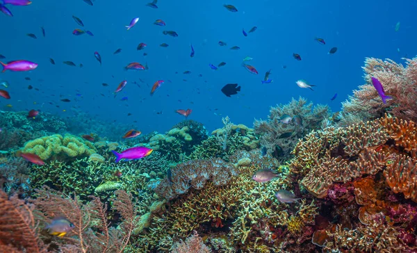Arrecife Coral Pacífico Sur Frente Costa Norte Isla Bali —  Fotos de Stock