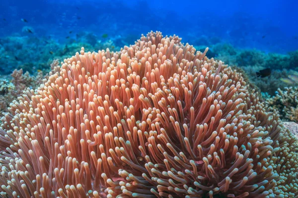 Recife Coral Pacífico Sul Largo Costa Norte Ilha Bali — Fotografia de Stock