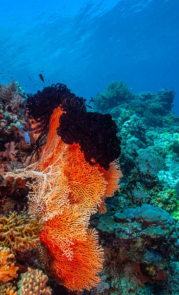 Coral Reef South Pacific North Coast Island Bali Closeup Crinoids — Stock Photo, Image