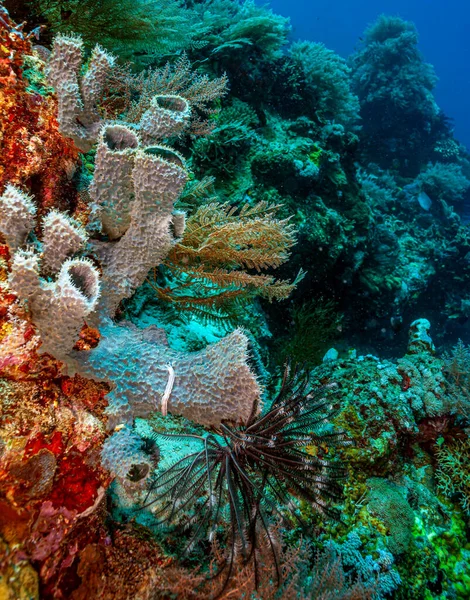 Coral Reef South Pacific North Coast Island Bali — Stock Photo, Image