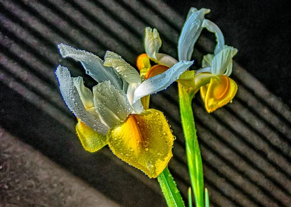 Iris Xiphium Comunemente Noto Come Iride Spagnola Sfondo Nero — Foto Stock