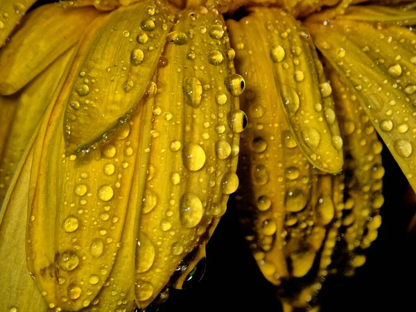 Barberton Daisy Arrangement Yellow Water Drops — Stock Photo, Image