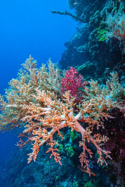 Коралловый Риф Южной Части Тихого Океана Северного Побережья Острова Бали — стоковое фото