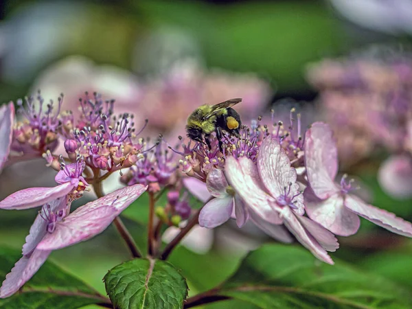 Bumblebee Bumble Bee Gênero Bombus Parte Apidae Uma Das Famílias — Fotografia de Stock