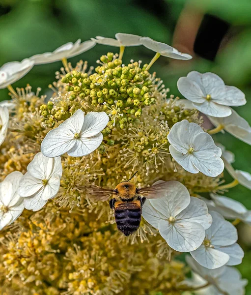 Hommel Hommel Geslacht Bombus Deel Van Apidae Een Van Bijenfamilies — Stockfoto