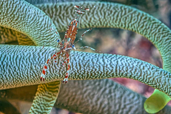 Spotted Cleaner Shrimp Periclimenes Yucatanicus Kind Cleaner Shrimp Common Caribbean — Stock Photo, Image