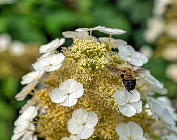 Bumblebee Bumble Bee Gênero Bombus Parte Apidae Uma Das Famílias — Fotografia de Stock