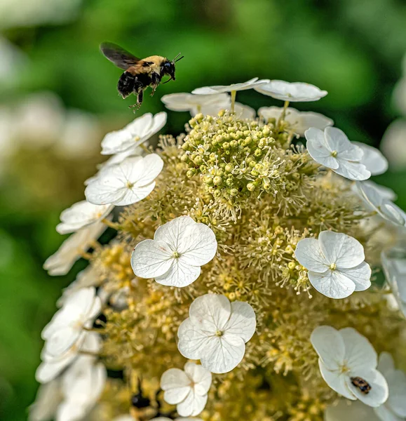 Шмель Шмель Род Bombus Часть Семейства Apidae Одна Пчелиных Семей — стоковое фото