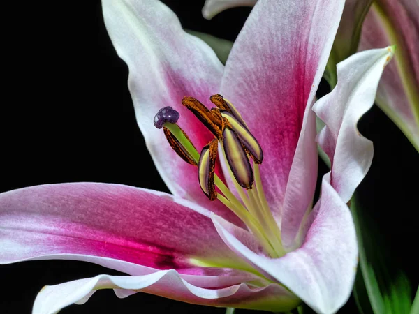 Lilium Die Sternguckerlilie Ist Eine Hybridlilie Der Orientalischen Gruppe — Stockfoto
