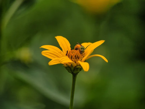 アガポセモン テクサヌス Agaposemon Texanus は北米で発見されたミツバチの一種 一般的に金属製の緑の汗蜂やテキサスストライプの汗蜂として知られています — ストック写真