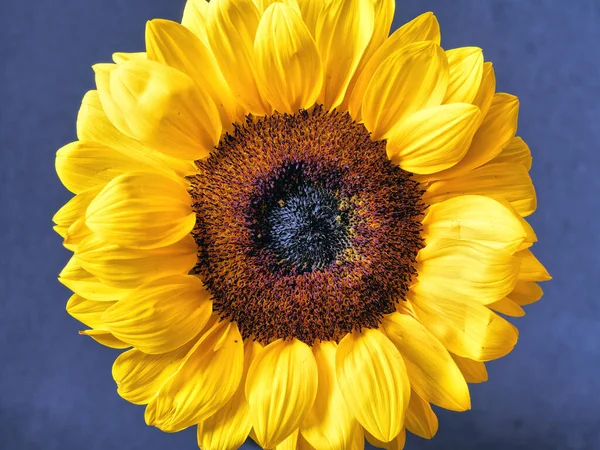 Helianthus Annuus Die Gewöhnliche Sonnenblume Ist Eine Große Einjährige Pflanze — Stockfoto