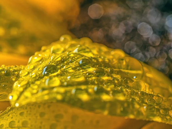 stock image Water drops of yellow flower petal of Sunflower