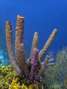 Aplysina archeri, soba borulu sünger, tüp sünger, uzun tüp, yapı, mercan resiflerindeki silindirik sualtı suları. 