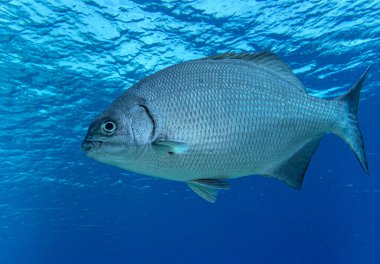 Kyphosus sectatrix (kısaca Bermuda chub, Pasifik bateristi, gagalı tombul, gri baterist, Pasifik tombul veya beyaz chub), Kyphosidae familyasından bir balık türü..