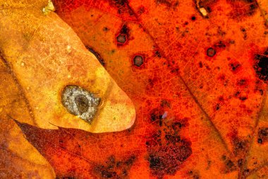 Sonbahar yaprakları ormana dökülür, yapraklar kapanır.