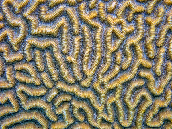 Diploria Monotypic Genus Massive Reef Building Stony Corals Family Mussidae — Stock Photo, Image