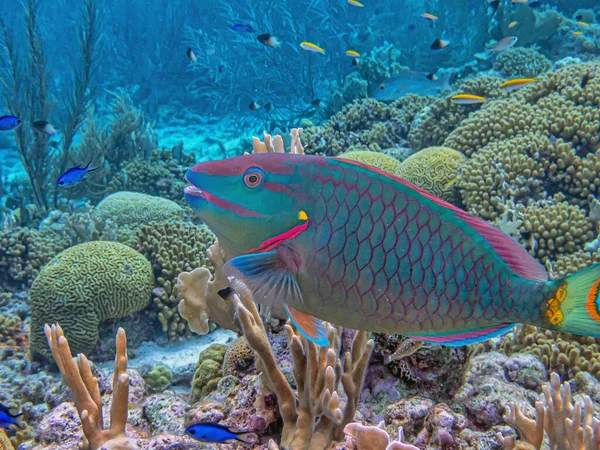 Rainbow Parrotfish Scarus Guacamaia Species Fish Family Scaridae — Stock Photo, Image