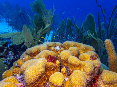 Bonaire adasının kıyısındaki Karayip mercan resifleri