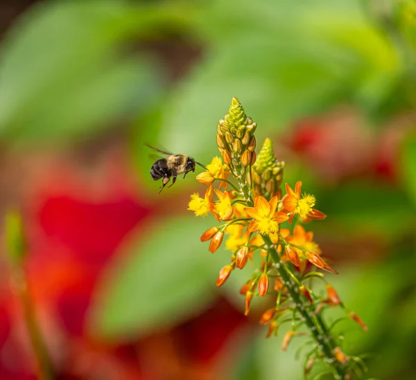 Hummel Hummel Gattung Bombus Teil Der Apidae Einer Der Bienenfamilien — Stockfoto