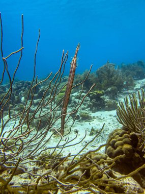 Trompet balıkları, tek cinsli Aulostomidae familyasından Aulostomus cinsi içinde son derece uzmanlaşmış üç deniz balığıdır.