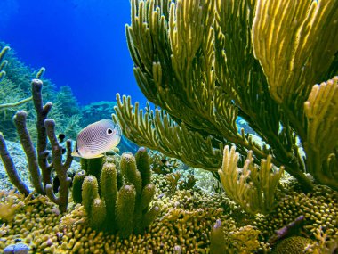 Dört kelebek balığı, Chaetodon capistratus, Chaetodontidae familyasından bir kelebek türü. Buna alternatif olarak dört gözlü kelebek balığı denir.. 