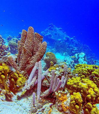 Callyspongia ya da Cladochalina, Callyspongiidae familyasından bir sünger türü.
