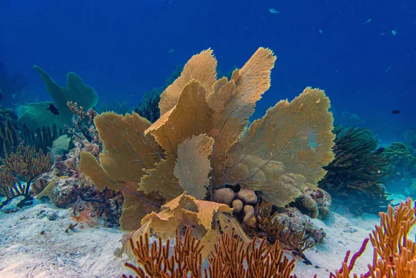 Récif Corallien Caribéen Large Île Bonaire — Photo