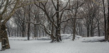 Central Park 'ta kışın, alışveriş merkezi yakınlarında çok yaşlı bir ağaç...