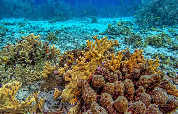 Bonaire adasının kıyısındaki Karayip mercan resifleri