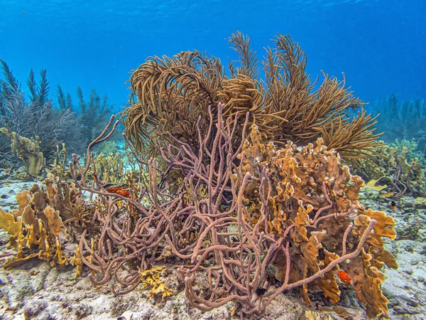 Bonaire adasının kıyısındaki Karayip mercan resifleri