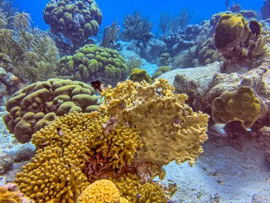 Ateş mercanları, Millepora koloni hidromercanları cinsidir. Milleporidae familyası..