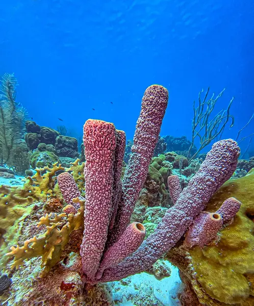 Callyspongia Cladochalina Aculeata Commonly Known Branching Vase Sponge Species Sea — Stock Photo, Image
