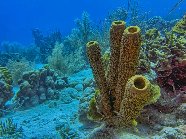 Aplysina fistularis, also known as the yellow tube sponge is a species of sea sponge in the order Verongiida.