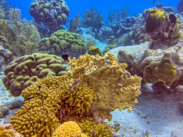 火珊瑚是珊瑚中的一个属 是殖民时期的水生动物 — 图库照片
