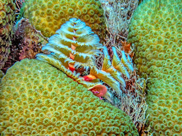 Spirobranchus Giganteus Commonly Known Christmas Tree Worms Tube Building Polychaete — Stock Photo, Image