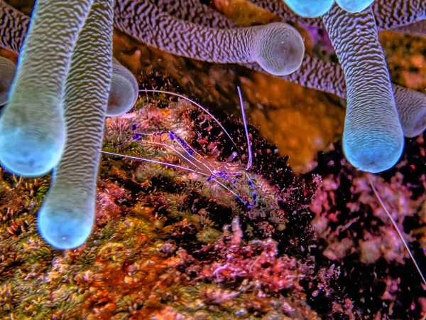 Ancylomenes Pedersoni Sometimes Known Pederson Shrimp Species Cleaner Shrimp — Stock Photo, Image