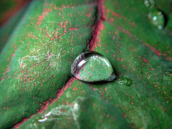 Closeup Water Drops Leaves Macro — Stock Photo, Image