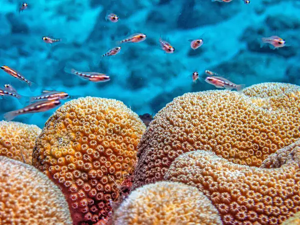 Astreopora Род Каменистых Кораллов Семейства Accoridae Члены Рода Широко Известны — стоковое фото