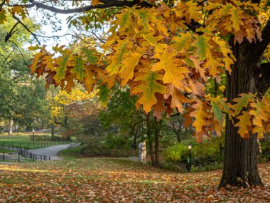 Central Park, Sonbaharda New York