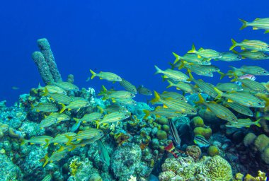 Sarı kuyruklu levrek (