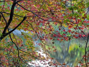 Central Park 'taki gölde, New York City, Manhattan