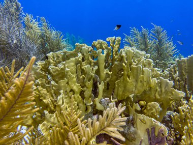Ateş mercanları, Millepora koloni hidromercanları cinsidir. Milleporidae familyası..